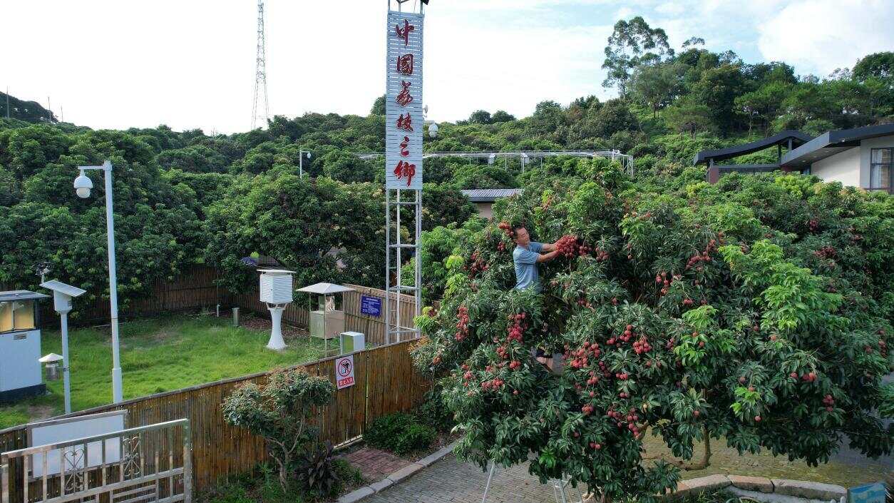 广州从化：“五个一百”荔枝直播快闪亮相广州 超7万吨晚熟好吃荔枝即将上市(图5)
