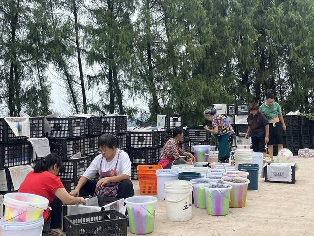 四川盐亭：李子搭上带货快车 一个月卖出20万单(图3)