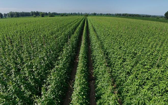 内蒙古翁牛特旗：架豆角架起丰收的品牌(图3)