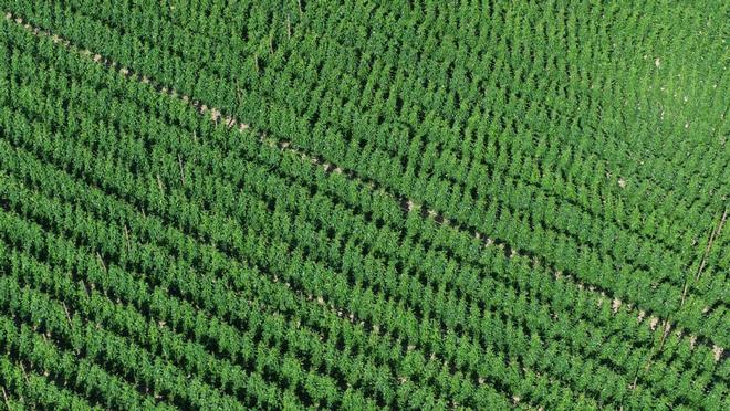 内蒙古翁牛特旗：架豆角架起丰收的品牌(图2)