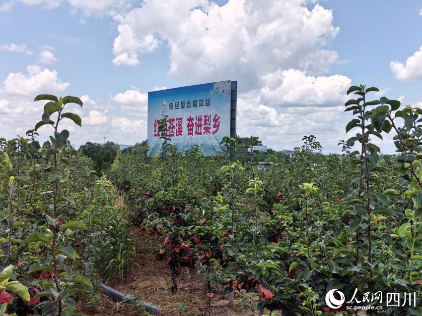 “村主播”们上了“线”“云端”发展靠党建(图3)