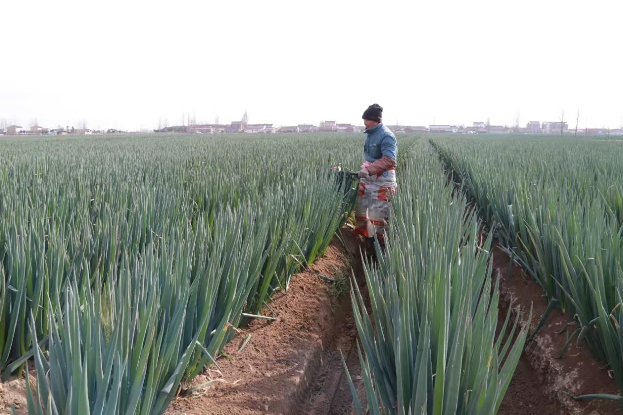 盐城大丰大桥村绘就宜居宜业和美乡村新画卷(图2)