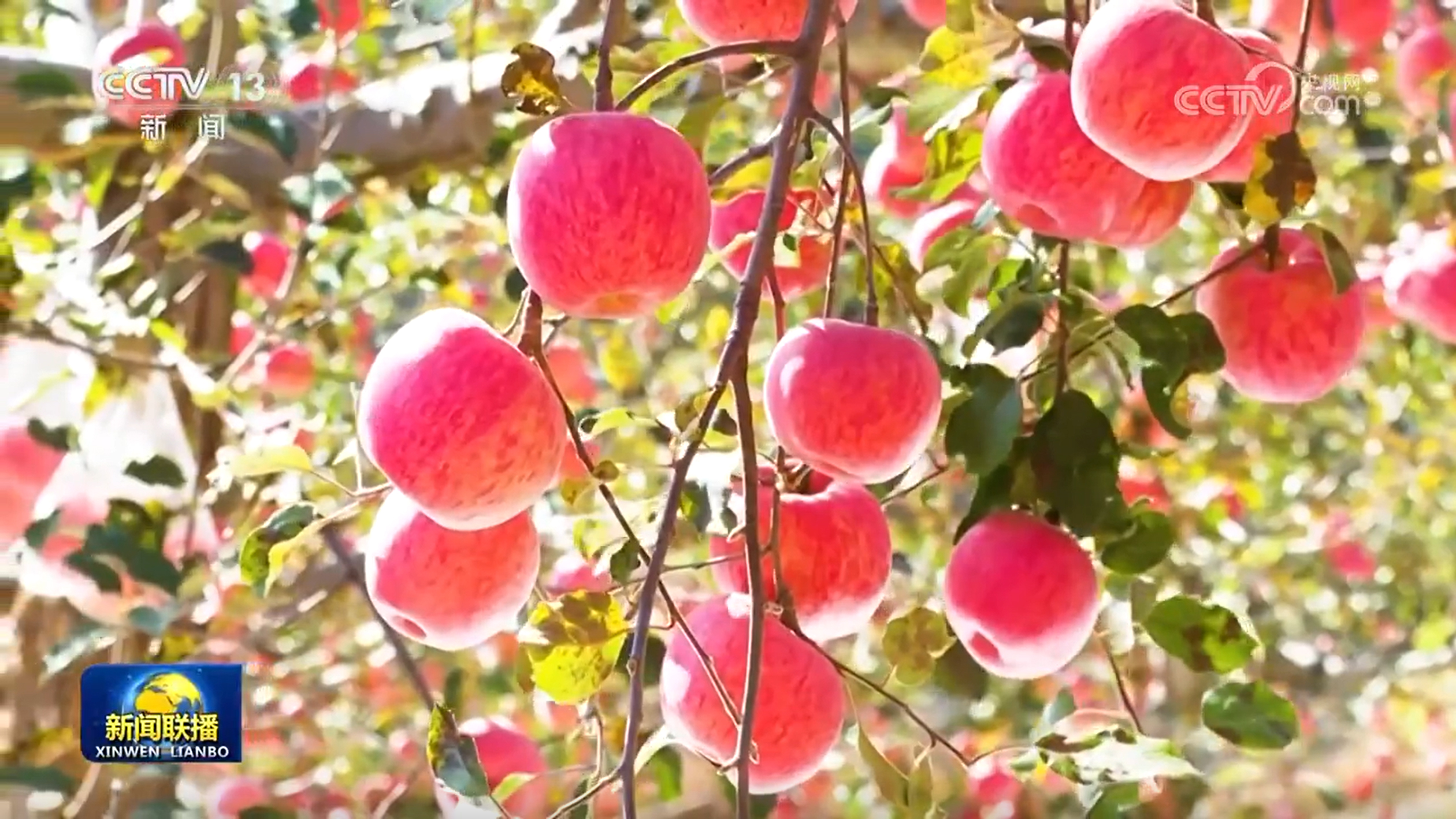 【新思想引领新征程】打造乡村特色产业 推进乡村全面振兴(图4)