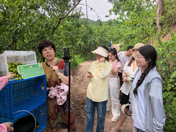 构建“百村千号”电商矩阵 打通农产品“产供销”全链条(图1)