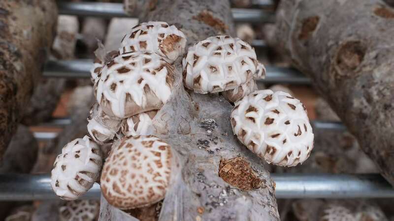 活力中国调研行丨随州老乡的香菇何以香飘世界(图1)