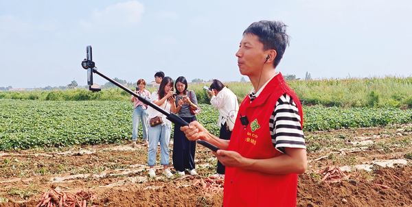 直播走进红薯地 网上引来八方客 宝鸡供销直播电商联盟开展助力乡村产业振兴活动(图1)