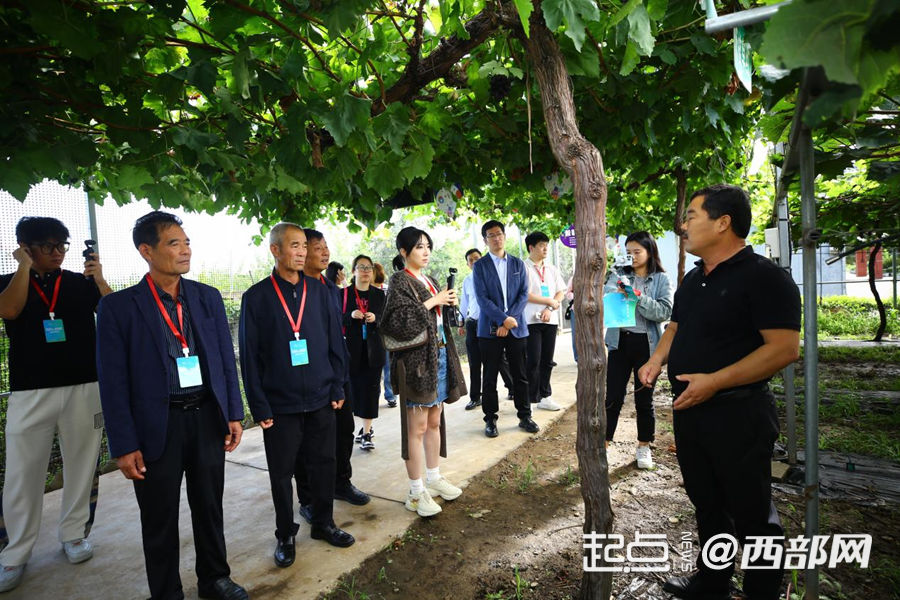 葡香不怕巷子深 鄠邑区：小葡萄“串”起富民兴村大产业(图1)