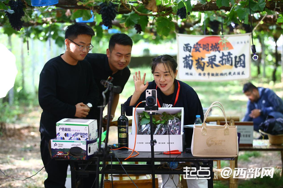 葡香不怕巷子深 鄠邑区：小葡萄“串”起富民兴村大产业(图5)