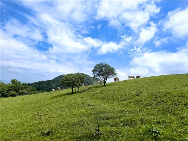 天水甘谷：古坡草原文旅农康融合发展激活乡村旅游新活力(图2)