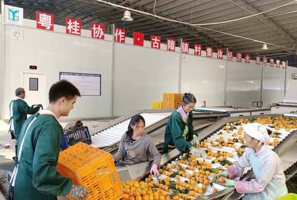 五年深耕结硕果 粤桂携手让西林“甜蜜果”变富民“黄金果”(图1)