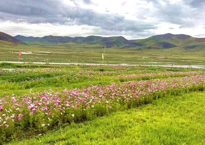 60年看浪卡子牧旅腾飞(图10)