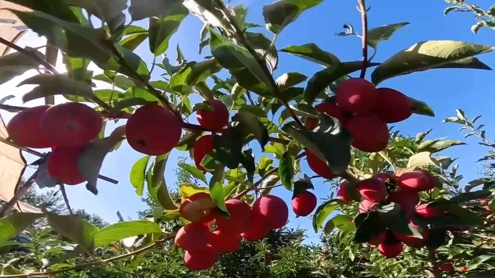 新华视点｜“小特产”撬动“大产业”：特色产业激活经济新动能(图2)