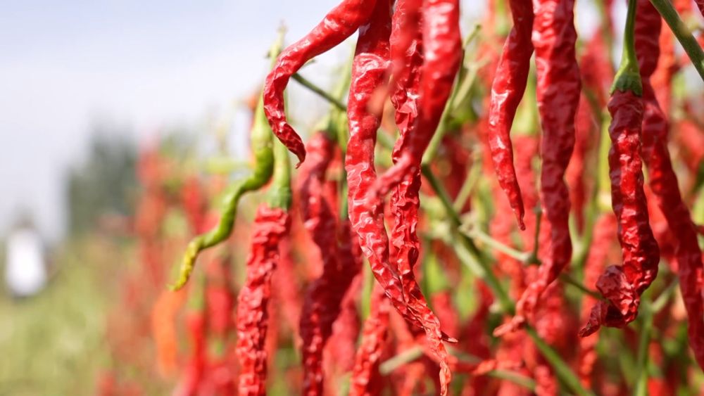 新华视点｜“小特产”撬动“大产业”：特色产业激活经济新动能(图3)