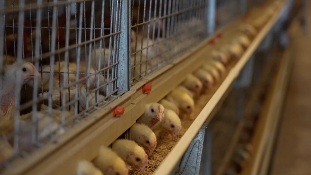 新华视点｜“小特产”撬动“大产业”：特色产业激活经济新动能(图6)