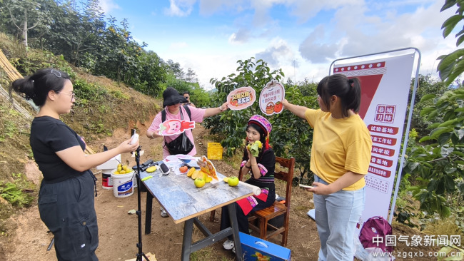 桂林：气象赋能“甜”了月柿 “暖”了果农(图1)