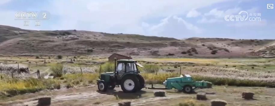 金秋好“丰”景：特色作物迎采收高峰 多元产业奏响经济增收“交响曲”(图6)