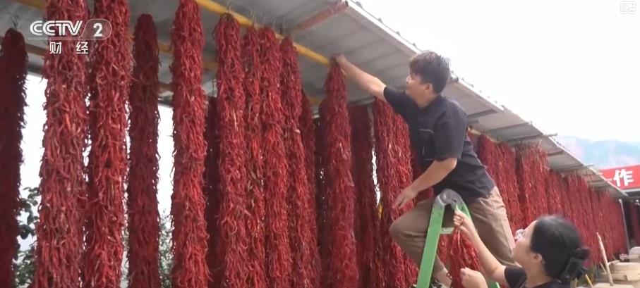 金秋好“丰”景：特色作物迎采收高峰 多元产业奏响经济增收“交响曲”(图5)