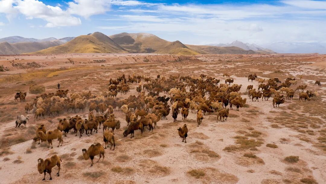 推动柯坪骆驼产业高质量发展 以产业“小切口”推动县域“大发展”(图1)