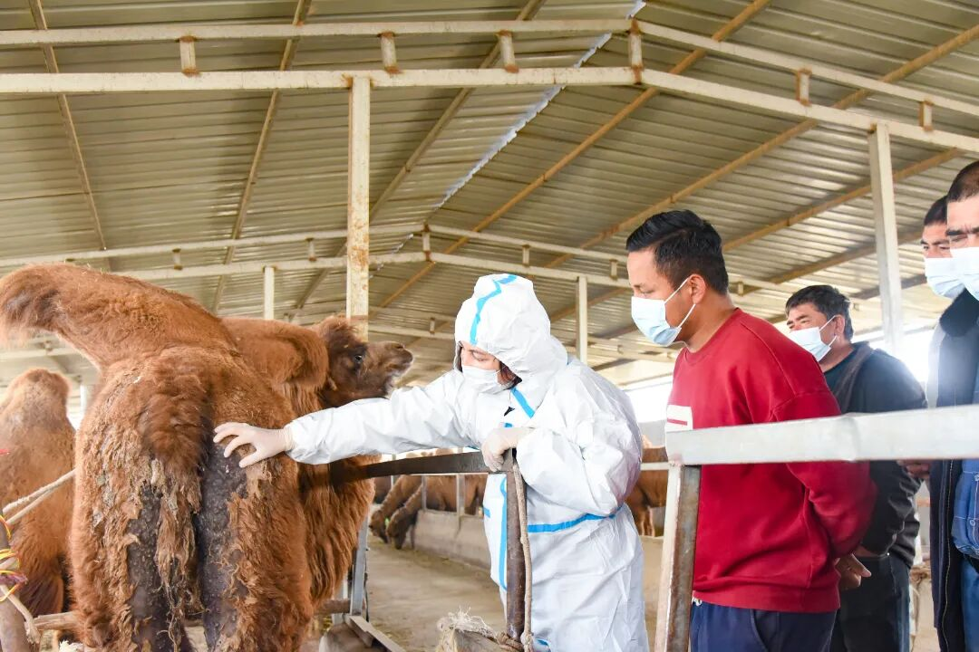 推动柯坪骆驼产业高质量发展 以产业“小切口”推动县域“大发展”(图2)