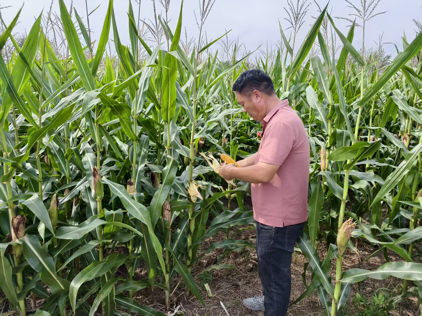 田埂上舒展“丰收画卷”(图1)