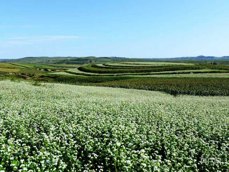 金秋绘丰收丨从“饸饹面”到“黄金链” “金豆豆”长出“大产业”(图1)