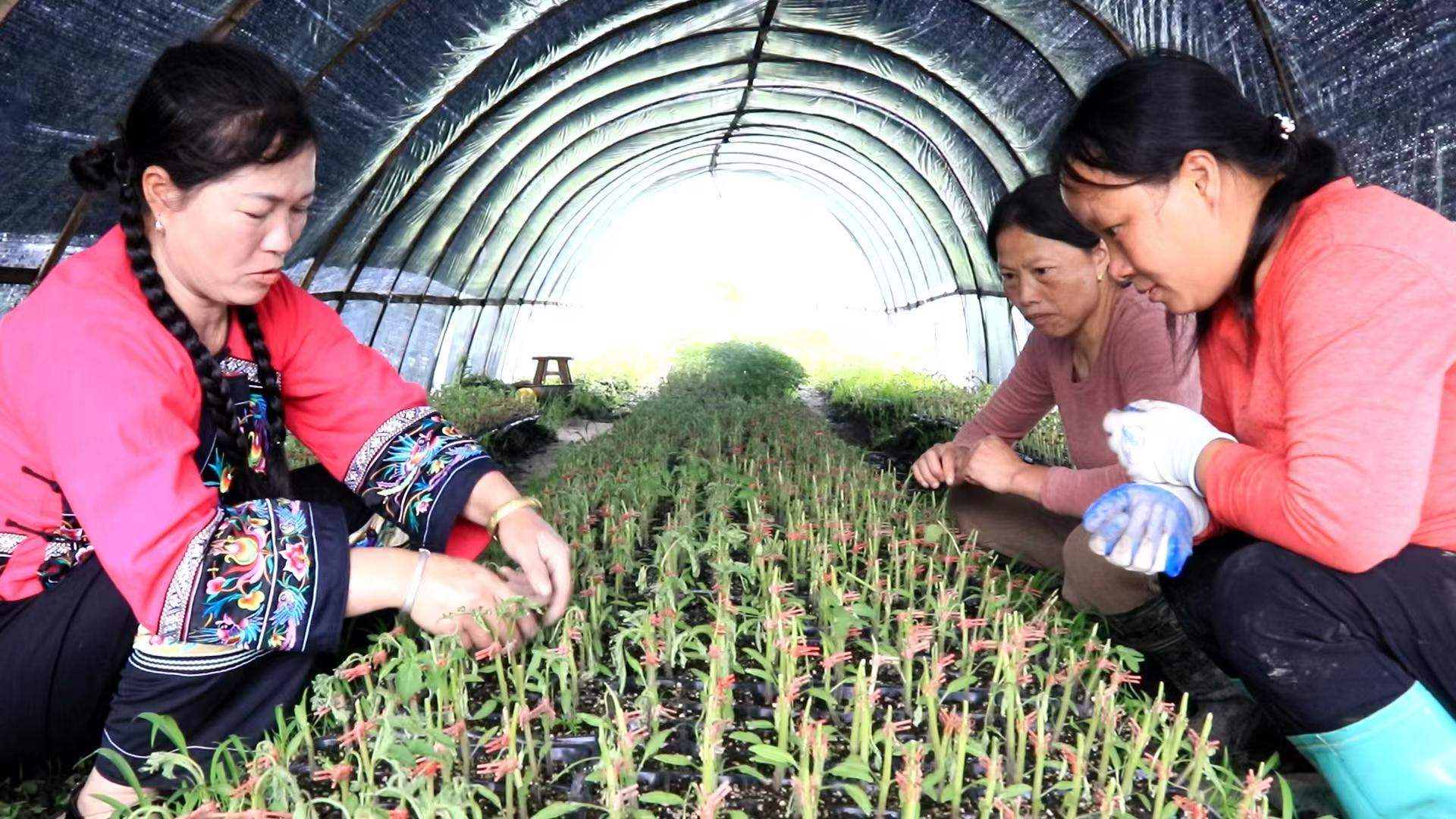 湖南城步：山海为卷 实干为笔 绘就高质量发展新篇章(图2)