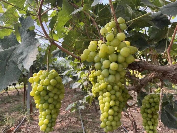 中卫：“云”端发力让特色农产品直播出圈(图2)