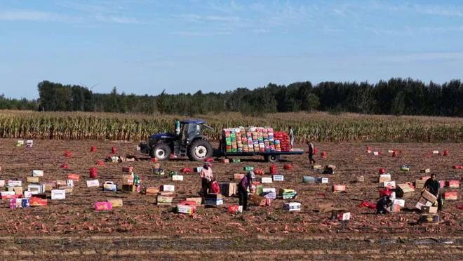 彰武地瓜品牌价值达1601亿元 特色农产品金字招牌成色更足(图1)