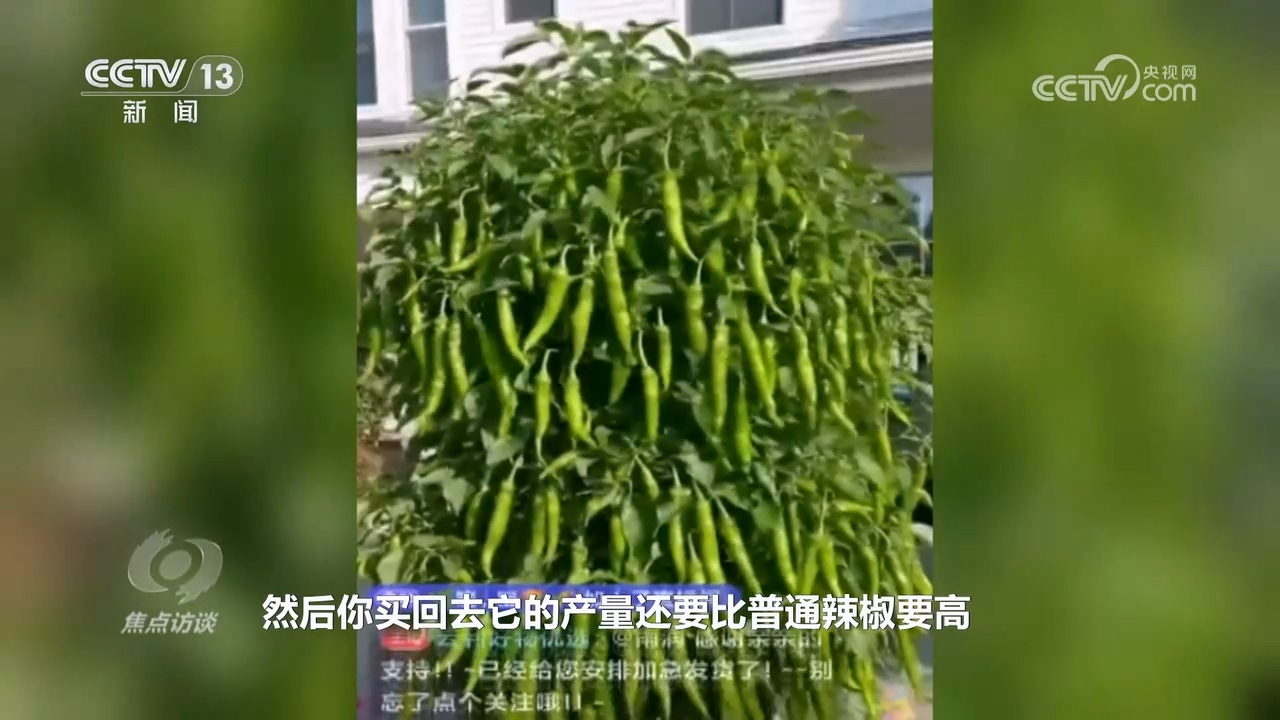 焦点访谈｜真假难辨 警惕AI带货“李鬼”！(图1)