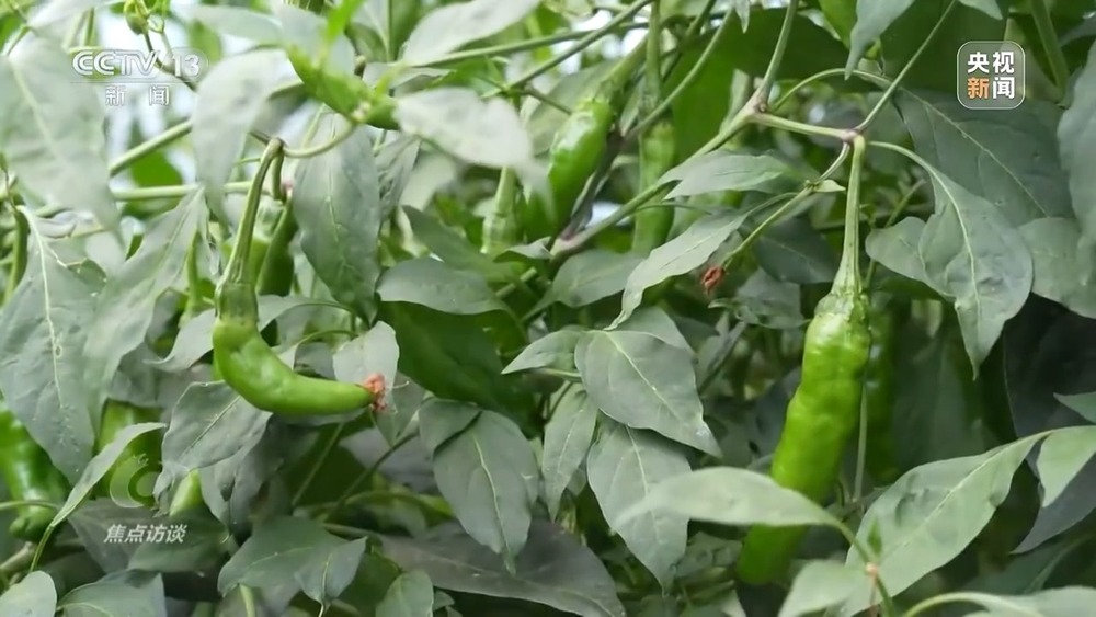 焦点访谈丨你刷到的奥运冠军代言可能是假的！起底AI仿冒带货新骗局(图2)