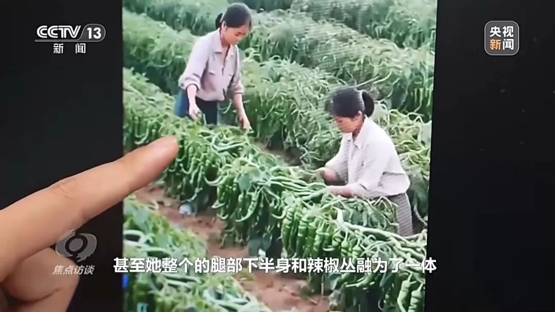 央视曝光！主播直播间用AI仿冒岳阳辣椒带货(图5)