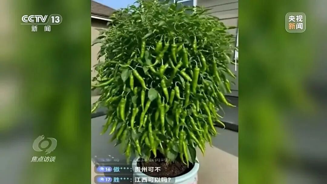 央视曝光！主播直播间用AI仿冒湖南岳阳辣椒带货(图2)