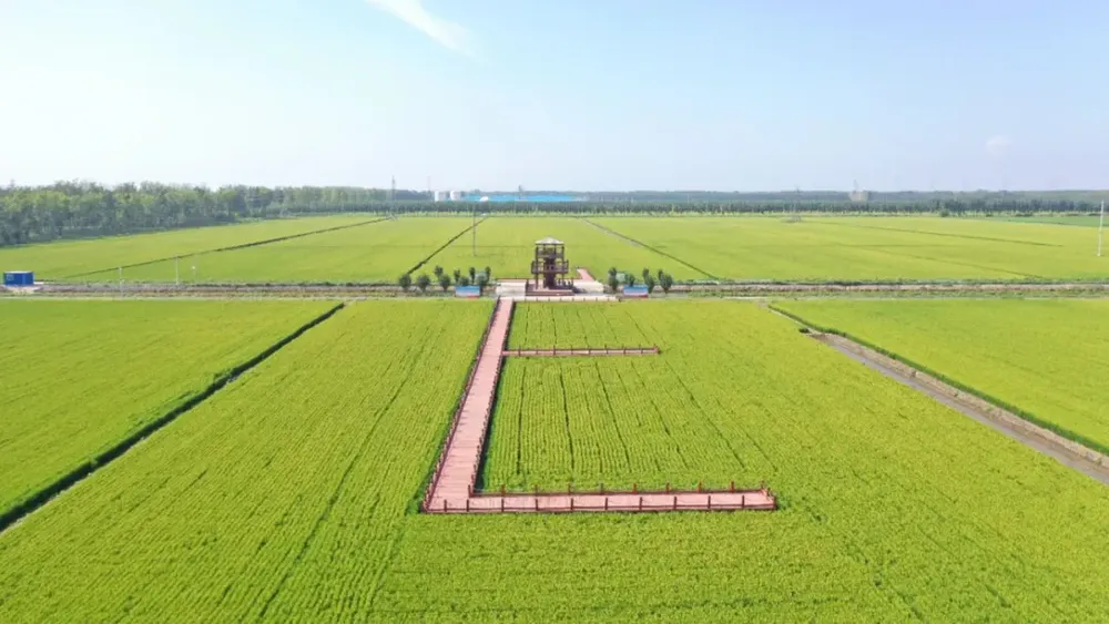 “农”墨重彩促振兴 津沽大地绘新卷(图3)