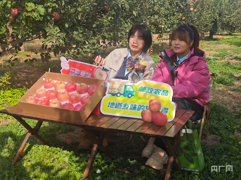 10万观众“云品”北京昌平区脆甜富硒苹果(图1)