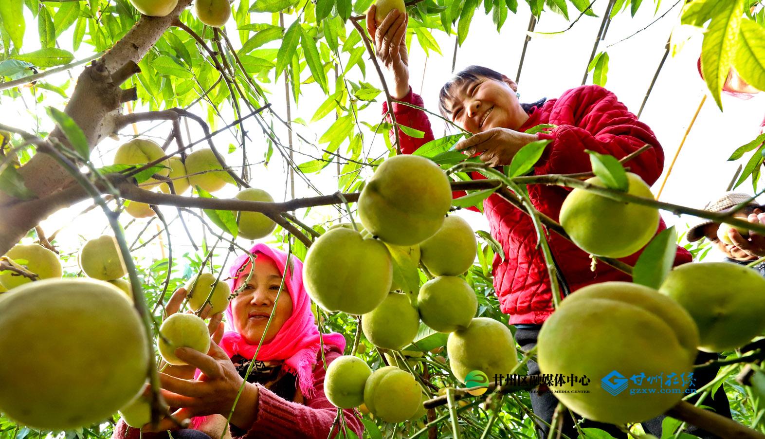 甘州：“直播间”里话振兴