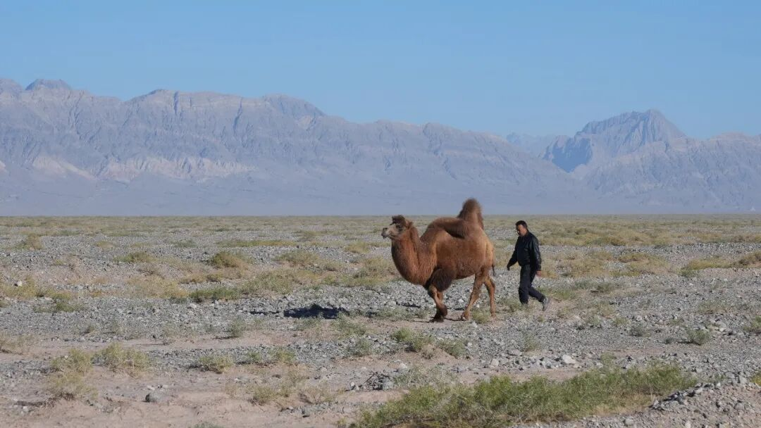 柯坪15万峰母骆驼繁育期“迁徙”戈壁(图3)