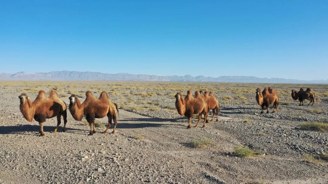 柯坪15万峰母骆驼繁育期“迁徙”戈壁(图4)