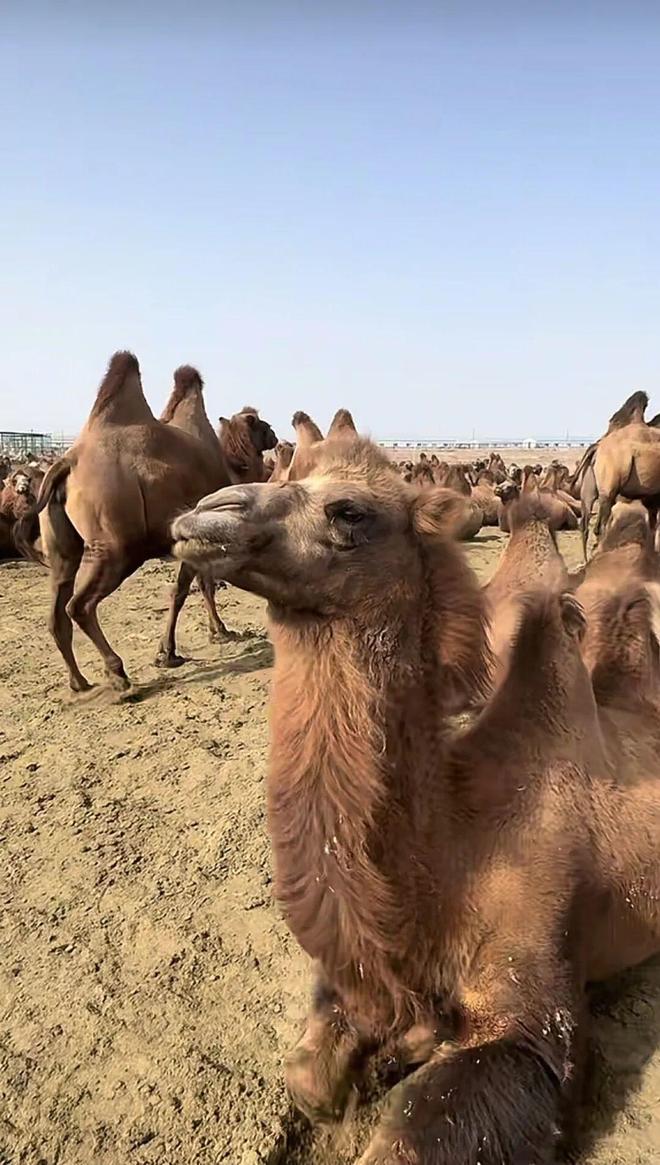 爸妈爱的驼奶粉今年又火了(图2)