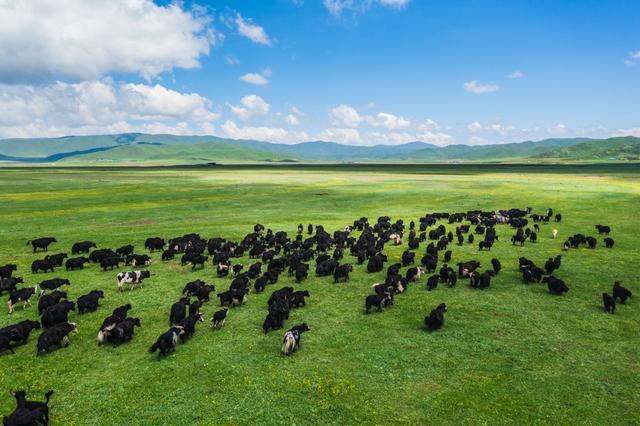 做好“牛”文章 “十四五”以来绵阳结对帮扶红原“犇”向富裕路