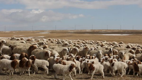 阿左旗“种业+科技+品牌”融合发展模式推动白绒山羊产业转型升级(图1)