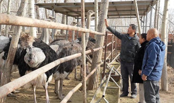 和布克赛尔县：鸵鸟成激活乡村振兴的“致富密码”(图1)