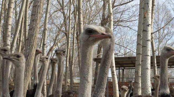 和布克赛尔县：鸵鸟成激活乡村振兴的“致富密码”(图2)