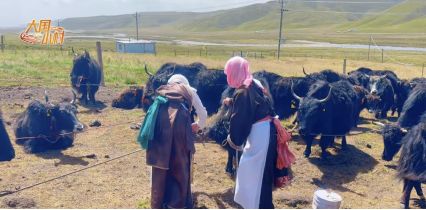 大国小村｜从雪山牧场到国际认证探访青海高原牧村的“破圈”之路(图7)