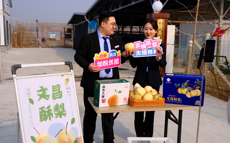 周村农商银行：助农直播搭平台 文昌酥梨香飘万家(图1)