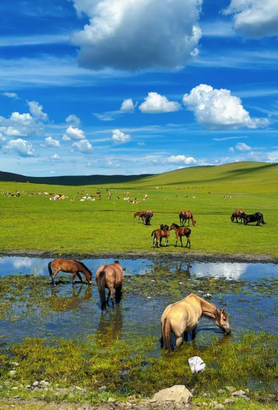 呼伦贝尔5天4晚当地品质游旅游团行程5日游路线+景点旅游攻略!(图1)