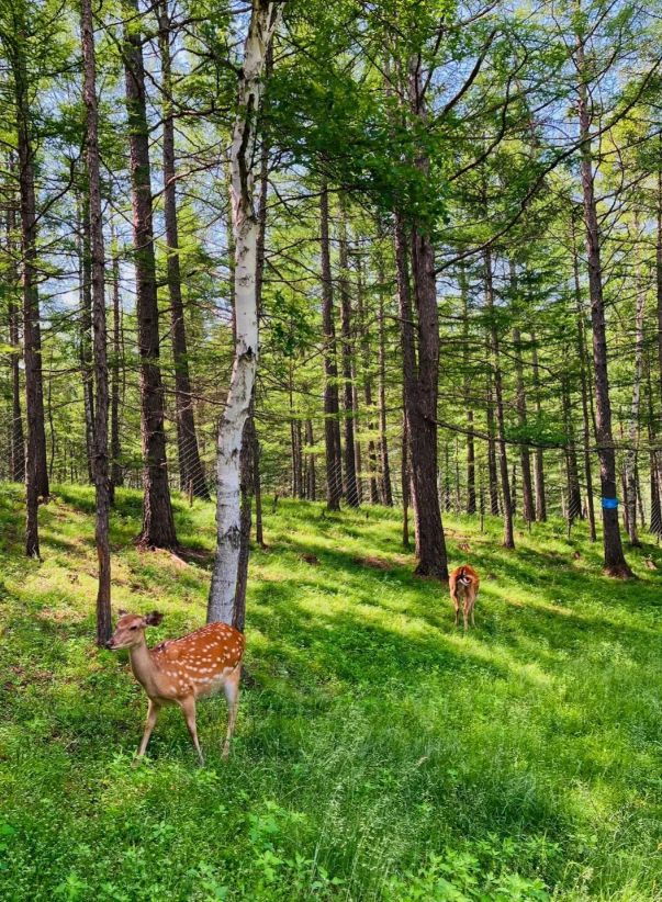 呼伦贝尔5天4晚当地品质游旅游团行程5日游路线+景点旅游攻略!(图3)