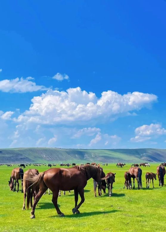 呼伦贝尔5天4晚当地品质游旅游团行程5日游路线+景点旅游攻略!(图4)