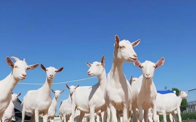 锻造农业“金字招牌”——“十四五”期间农业品牌建设综述(图3)