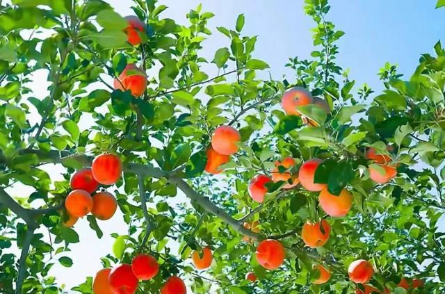 锻造农业“金字招牌”——“十四五”期间农业品牌建设综述(图1)