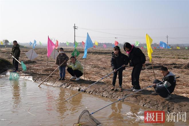 陈河镇：小小荸荠的“破圈”之路(图1)